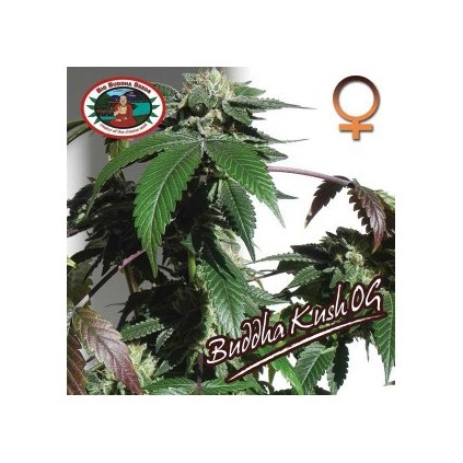 Buddha Kush OG Big Buddha