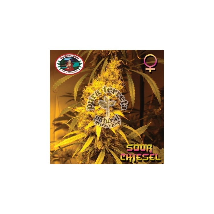 Sour Chiesel Big Buddha