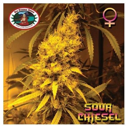 Sour Chiesel Big Buddha
