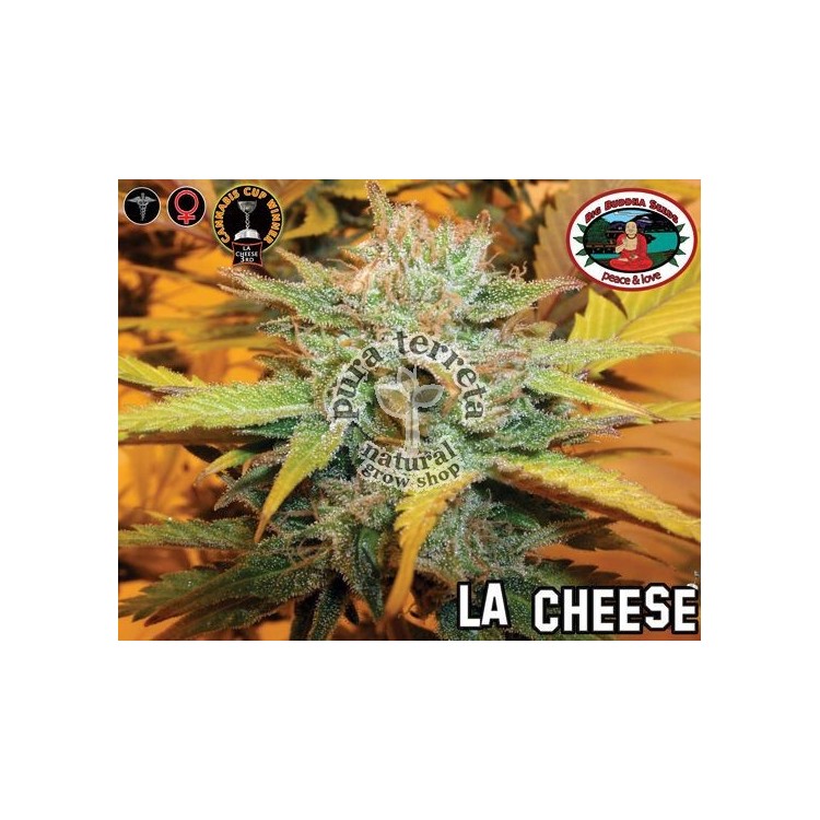 LA Cheese Big Buddha