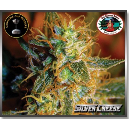 Silver Cheese Big Buddha