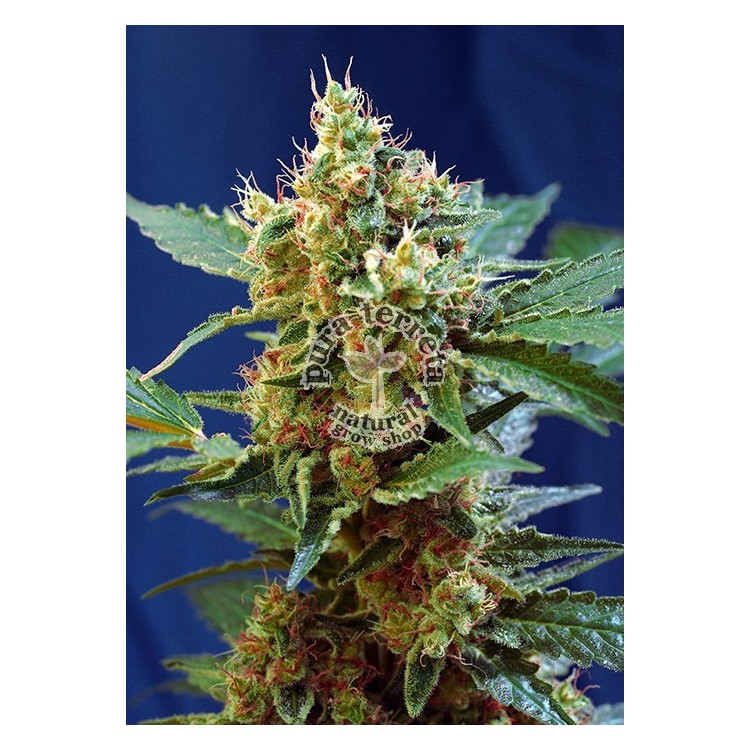 Cream Mandarine XL Auto
