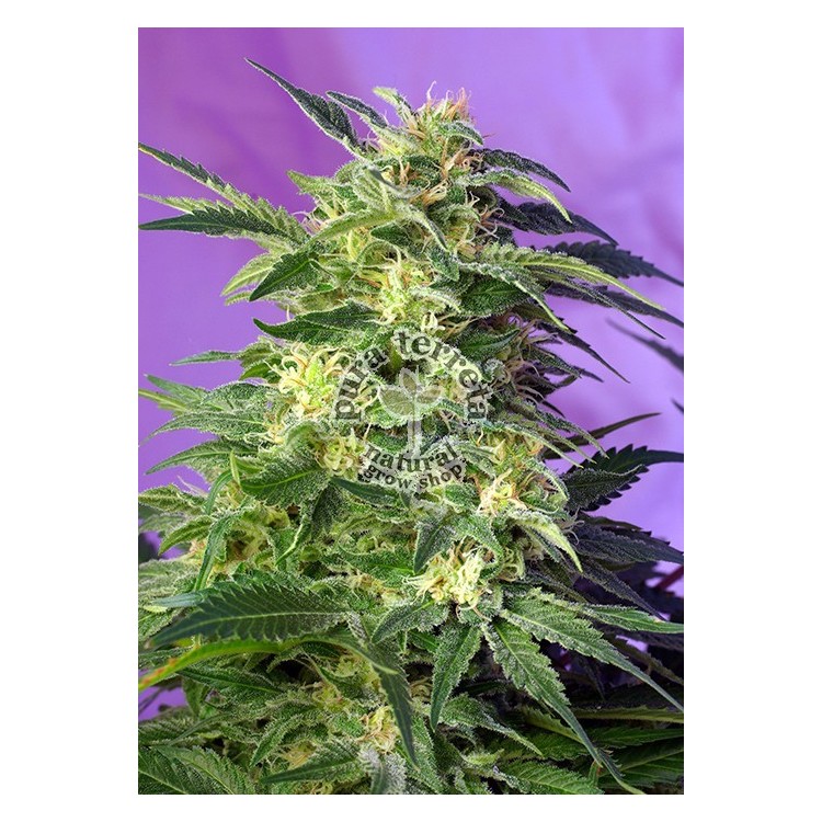 Killer Kush Auto