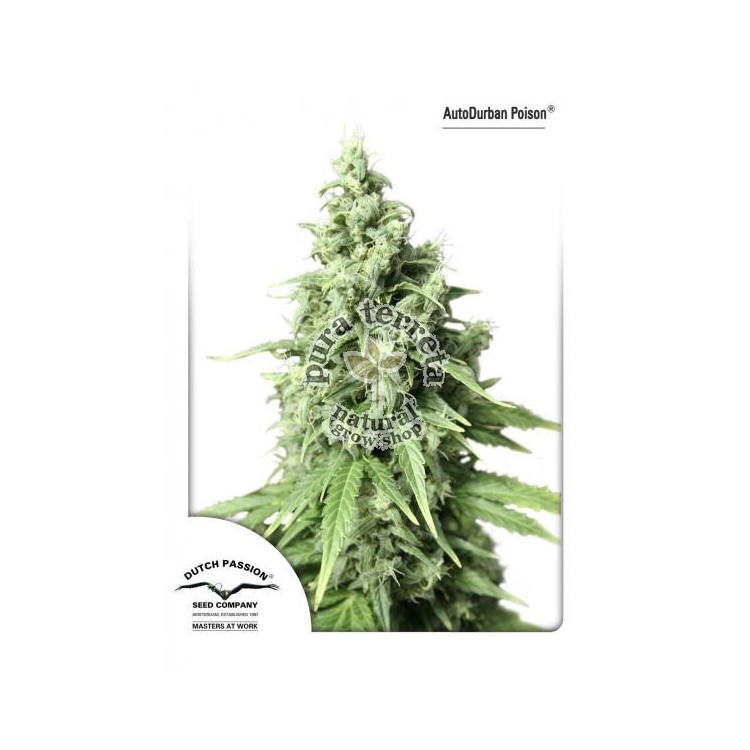 AutoDurban Poison Ducht Passion