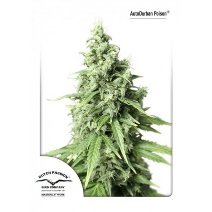 AutoDurban Poison Ducht Passion