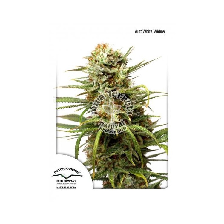 AutoWhite Widow Ducht Passion