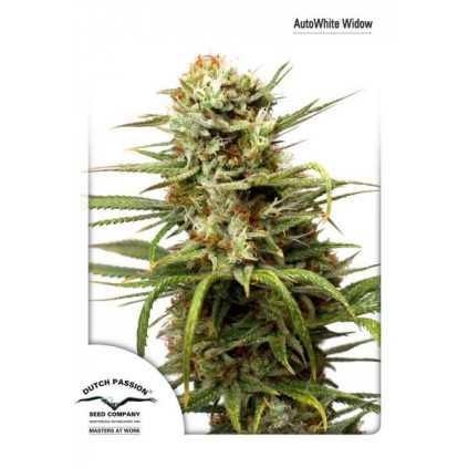 AutoWhite Widow Ducht Passion