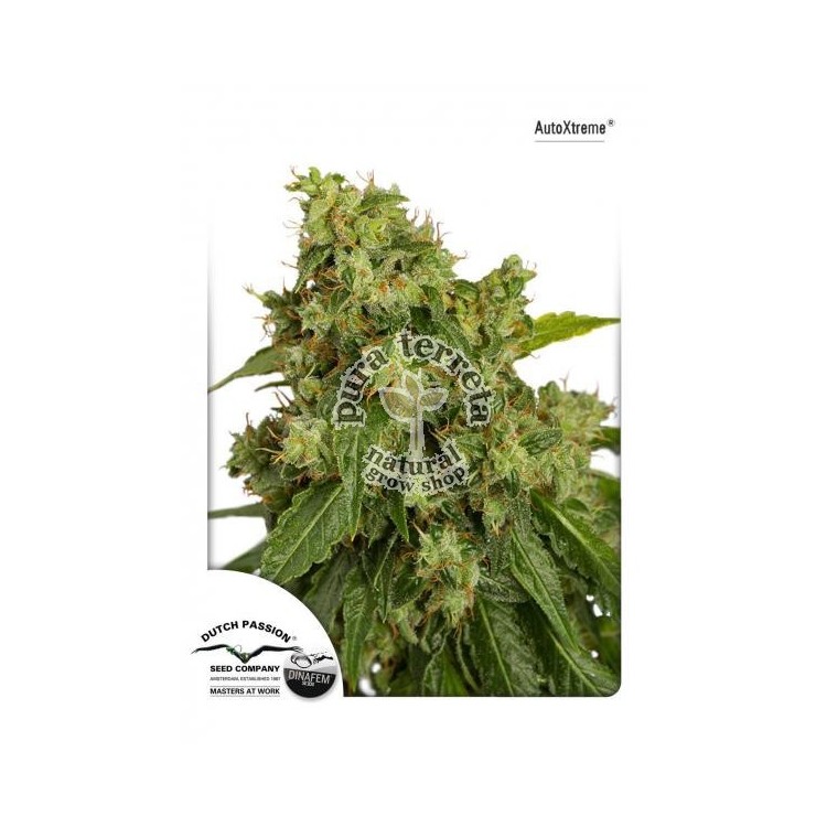 AutoXtreme Ducht Passion