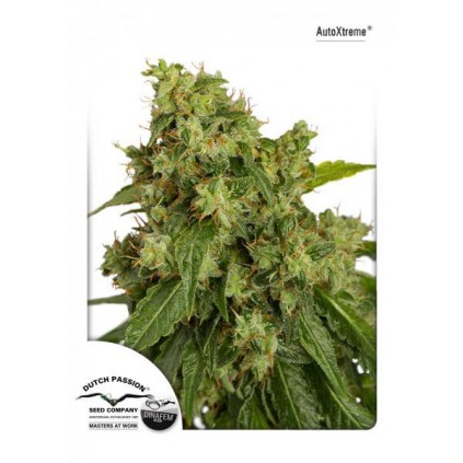 AutoXtreme Ducht Passion