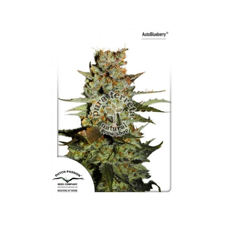 AutoBlueberry  Dutch Passion