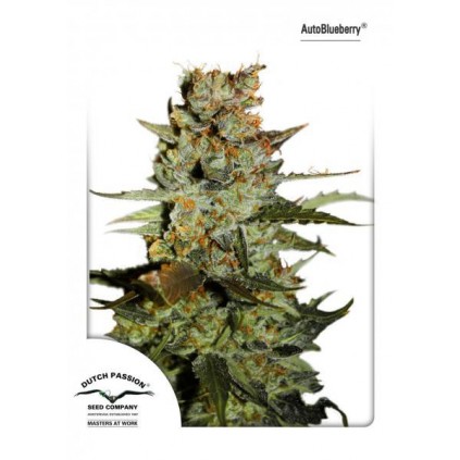 AutoBlueberry  Dutch Passion