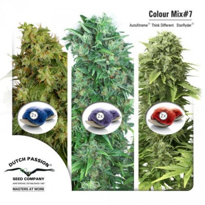 Colour Mix 7 Dutch Passion