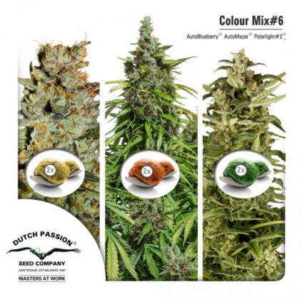 Colour Mix 6  Dutch Passion