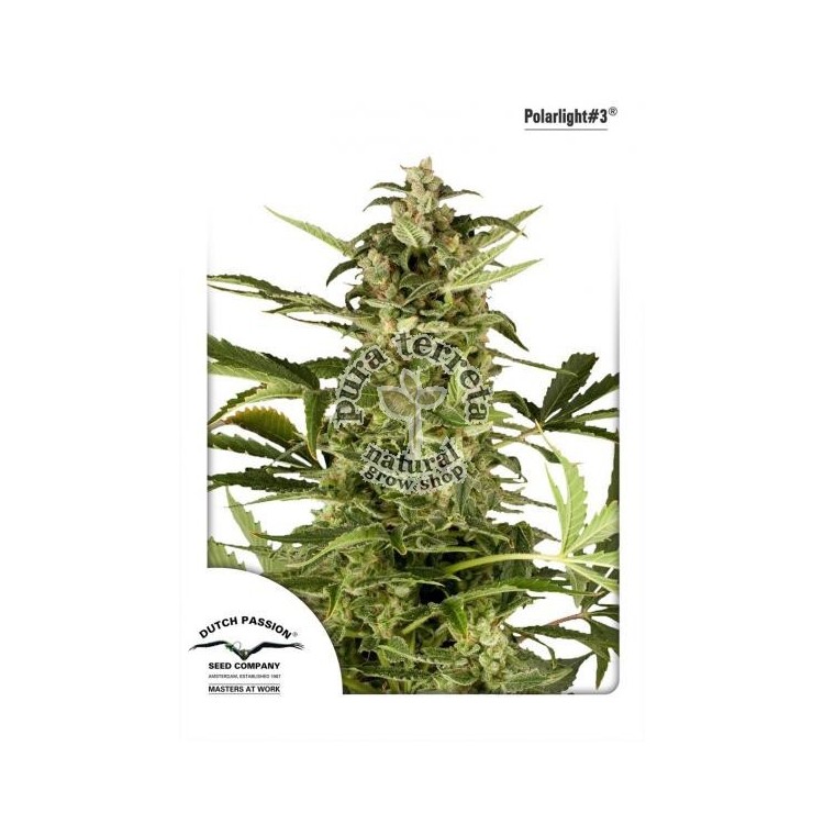 PolarLight 3 Dutch Passion