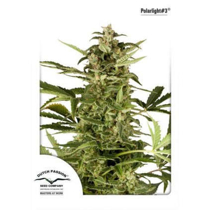 PolarLight 3 Dutch Passion