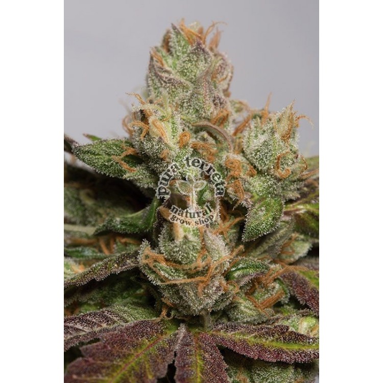 707 Truthband Humboldt seeds