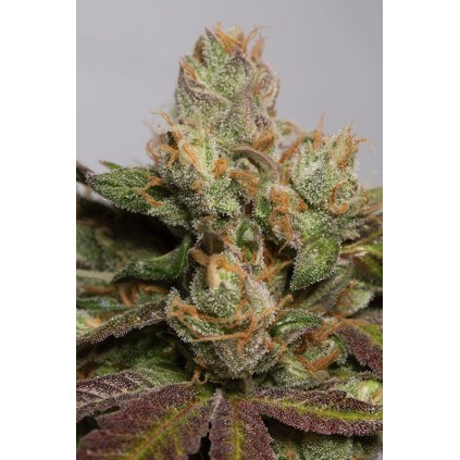 707 Truthband Humboldt seeds