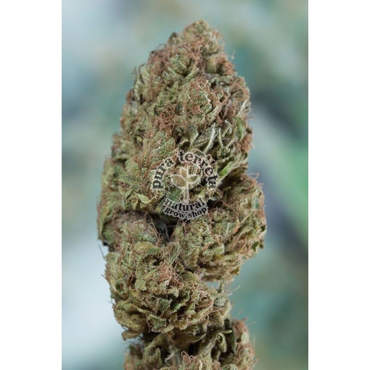 Blueberry Headband Humboldt 