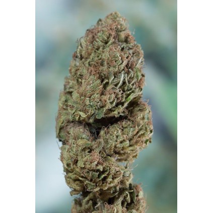 Blueberry Headband Humboldt 