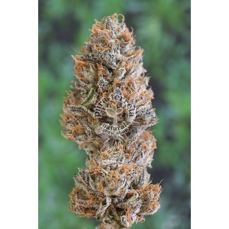Bubba´s Gift Humboldt 