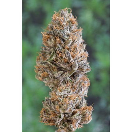 Bubba´s Gift Humboldt 