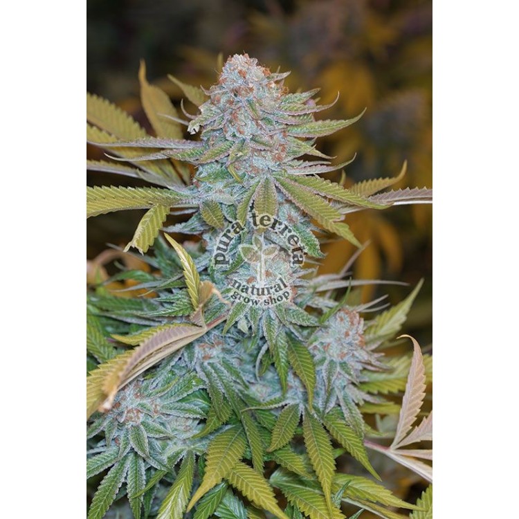 Chocolate Mint Og Humboldt 