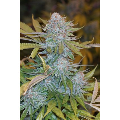 Chocolate Mint Og Humboldt 