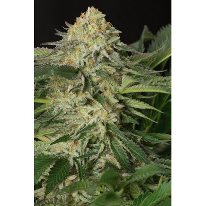 Lemon Garlic Og Humboldt 