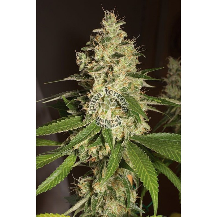 Raspberry Diesel Humboldt 