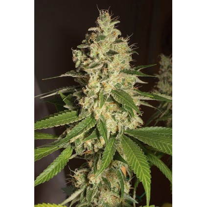 Raspberry Diesel Humboldt 