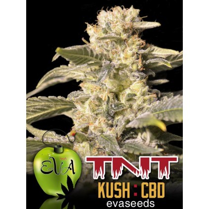 Tnt Kush Cbd Eva Seeds