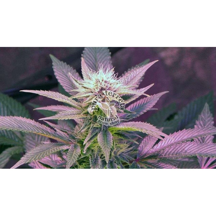 Blue Mystic Auto Nirvana