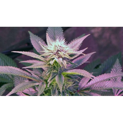 Blue Mystic Auto Nirvana