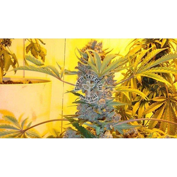 Bublelicious Auto Nirvana
