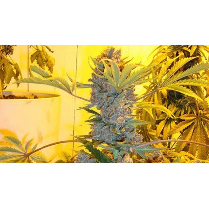 Bublelicious Auto Nirvana