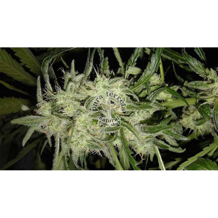 Lemon OG Haze Auto Nirvana