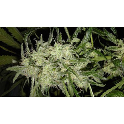 Lemon OG Haze Auto Nirvana