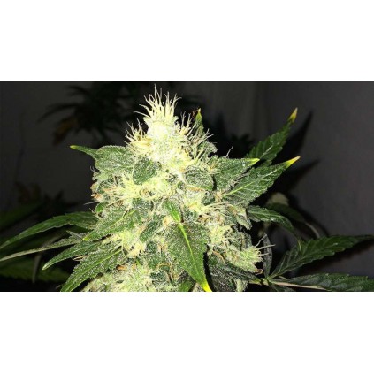OG Kush Auto Nirvana 