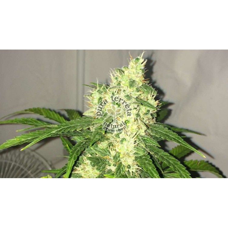 Swiss Cheese Auto Nirvana 
