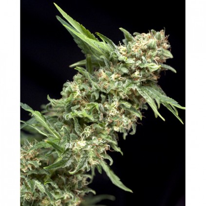 Auto Alpujarreña Pyramid Seeds