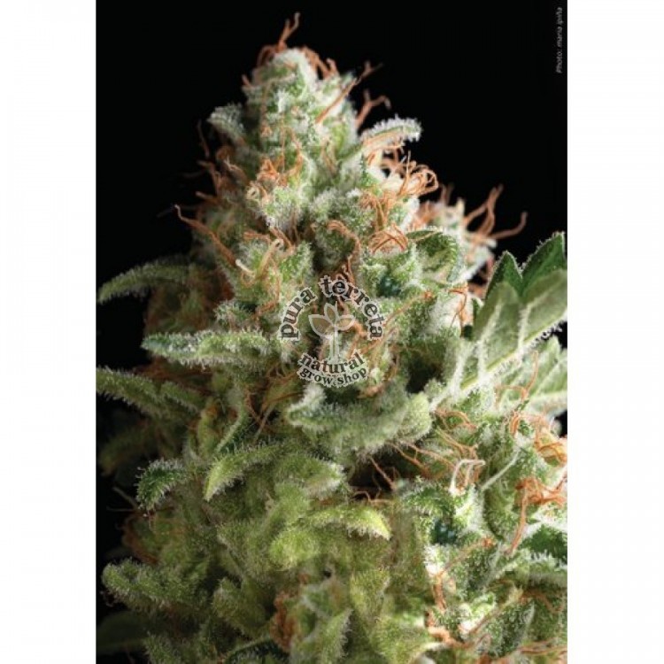 Auto American Pie Pyramid Seeds