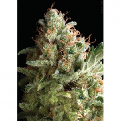 Auto American Pie Pyramid Seeds