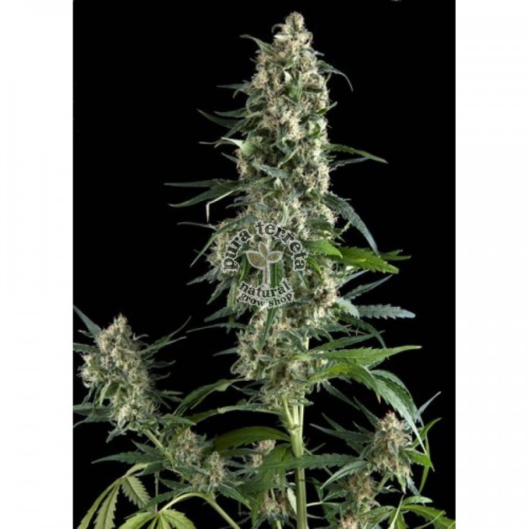 Auto Amnesia Gold Pyramid Seeds