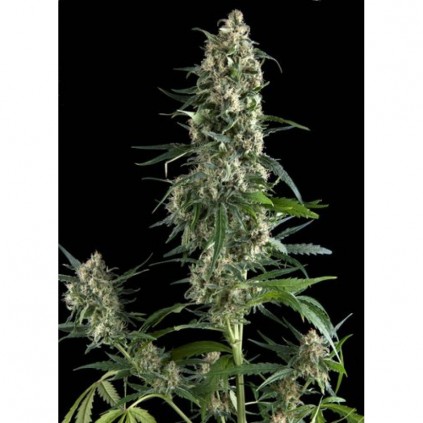 Auto Amnesia Gold Pyramid Seeds