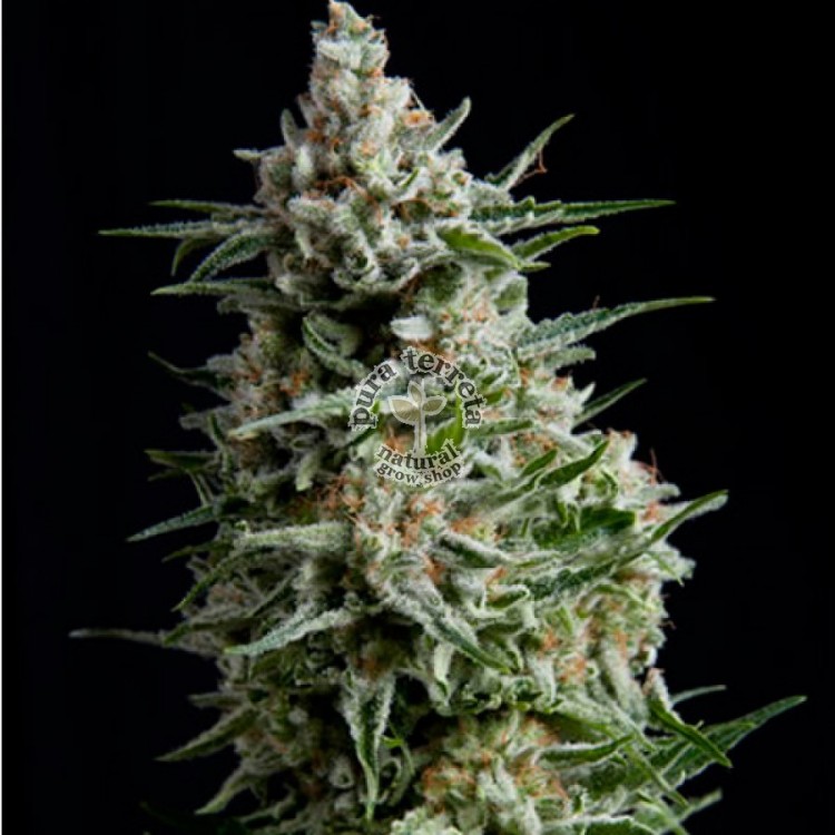 Auto Anesthesia Pyramid Seeds