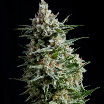 Auto Anesthesia Pyramid Seeds