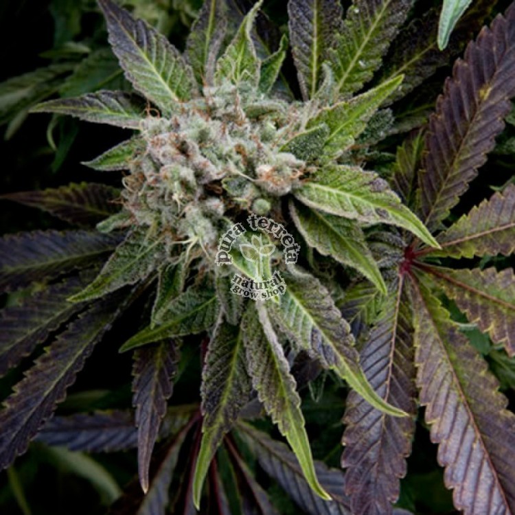 Auto Blue Pyramid Seeds