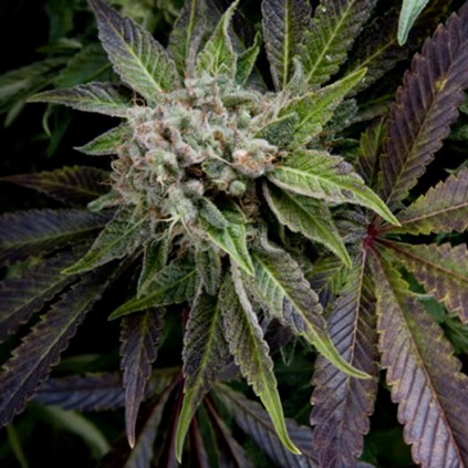 Auto Blue Pyramid Seeds