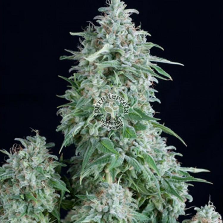 Auto Anubis Pyramid Seeds