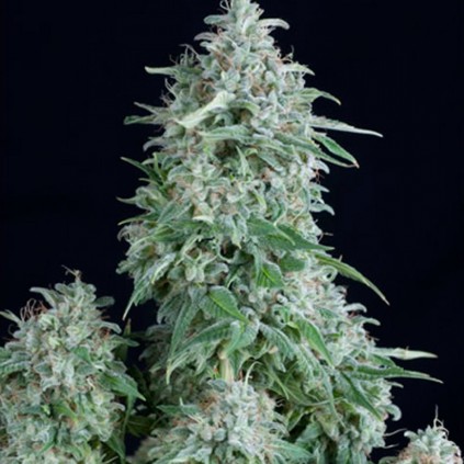 Auto Anubis Pyramid Seeds